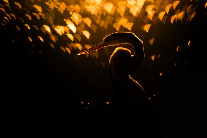 20 Stunning Winning Photos From The GDT Nature Photographer Of The Year 2026