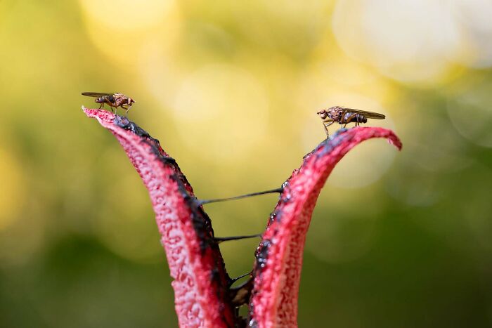 20 Stunning Winning Photos From The GDT Nature Photographer Of The Year 2026