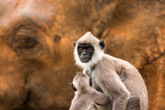 20 Stunning Winning Photos From The GDT Nature Photographer Of The Year 2026