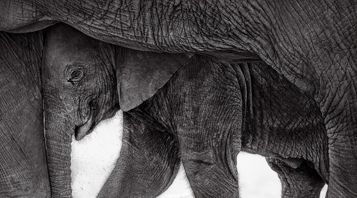 20 Stunning Winning Photos From The GDT Nature Photographer Of The Year 2026