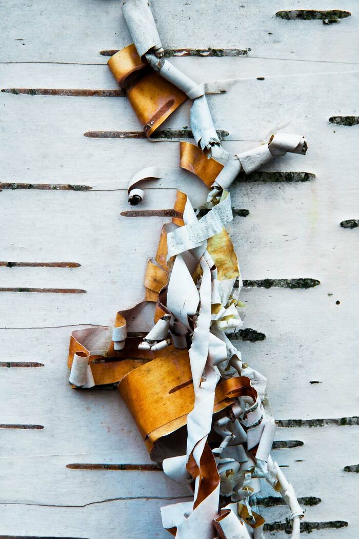 20 Stunning Winning Photos From The GDT Nature Photographer Of The Year 2026