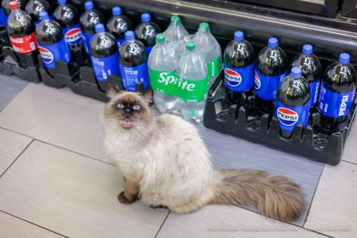 This Page Found 34 Bodega Cats That Show Why New York&rsquo;s Corner Stores Wouldn&rsquo;t Be The Same Without Them