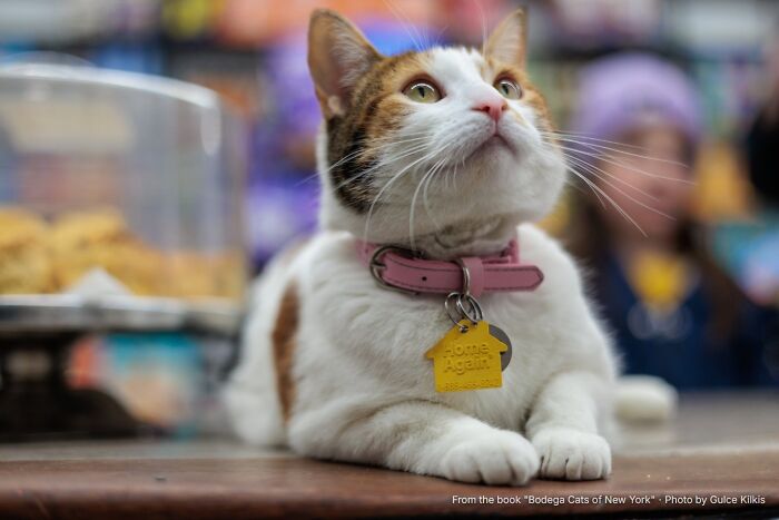 This Page Found 34 Bodega Cats That Show Why New York&rsquo;s Corner Stores Wouldn&rsquo;t Be The Same Without Them