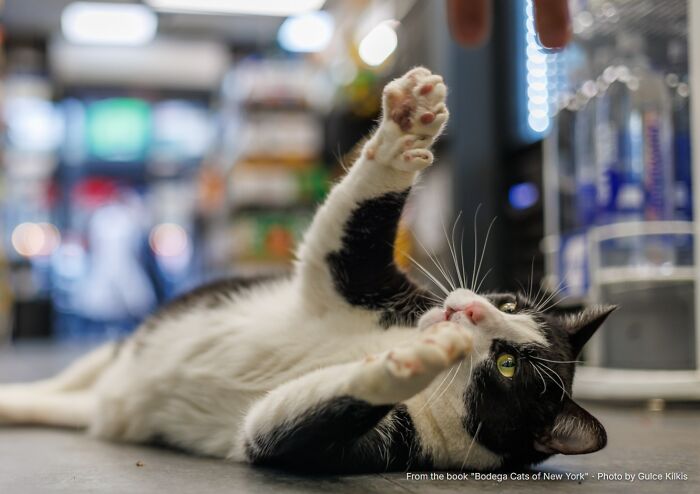 This Page Found 34 Bodega Cats That Show Why New York&rsquo;s Corner Stores Wouldn&rsquo;t Be The Same Without Them