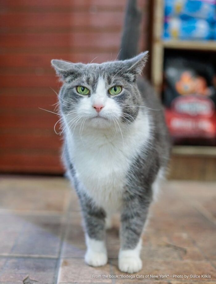 This Page Found 34 Bodega Cats That Show Why New York&rsquo;s Corner Stores Wouldn&rsquo;t Be The Same Without Them