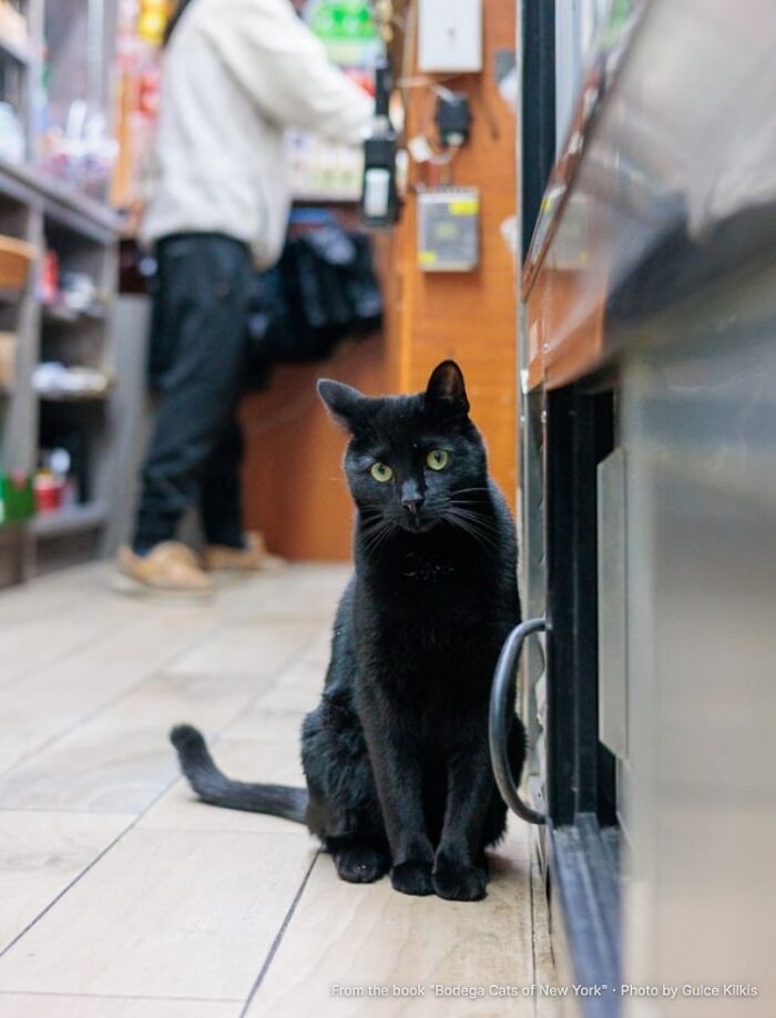 This Page Found 34 Bodega Cats That Show Why New York&rsquo;s Corner Stores Wouldn&rsquo;t Be The Same Without Them