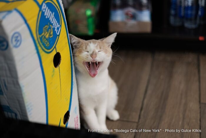 This Page Found 34 Bodega Cats That Show Why New York&rsquo;s Corner Stores Wouldn&rsquo;t Be The Same Without Them
