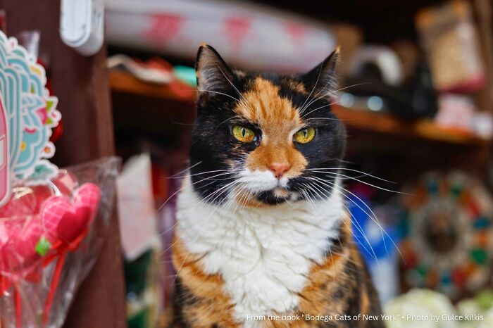 This Page Found 34 Bodega Cats That Show Why New York&rsquo;s Corner Stores Wouldn&rsquo;t Be The Same Without Them