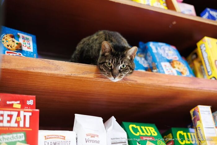 This Page Found 34 Bodega Cats That Show Why New York&rsquo;s Corner Stores Wouldn&rsquo;t Be The Same Without Them