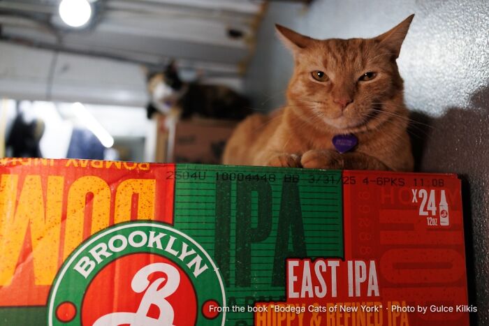This Page Found 34 Bodega Cats That Show Why New York&rsquo;s Corner Stores Wouldn&rsquo;t Be The Same Without Them