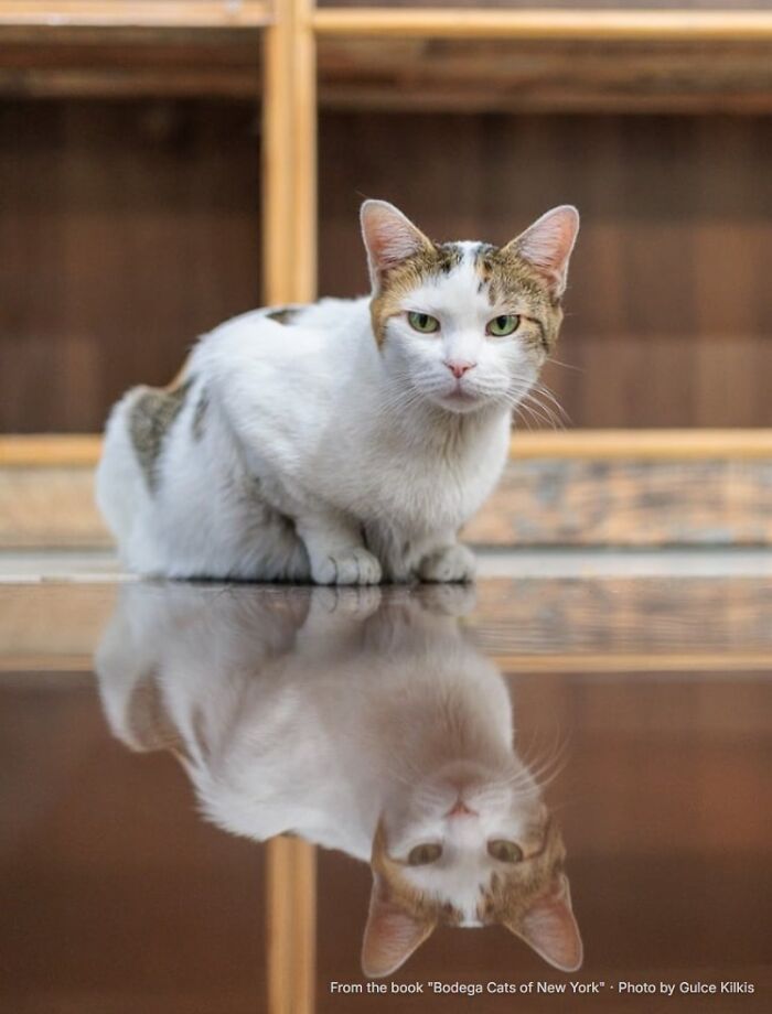 This Page Found 34 Bodega Cats That Show Why New York&rsquo;s Corner Stores Wouldn&rsquo;t Be The Same Without Them