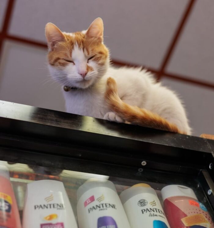 This Page Found 34 Bodega Cats That Show Why New York&rsquo;s Corner Stores Wouldn&rsquo;t Be The Same Without Them