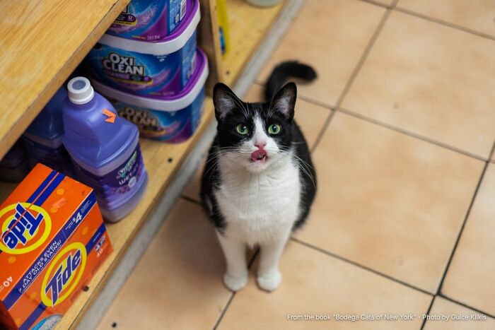This Page Found 34 Bodega Cats That Show Why New York&rsquo;s Corner Stores Wouldn&rsquo;t Be The Same Without Them