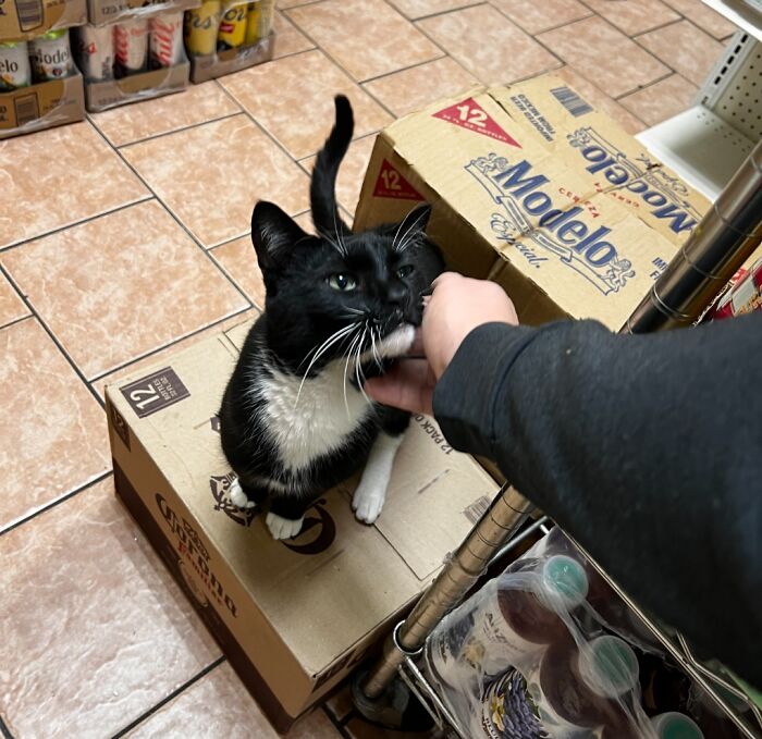 This Page Found 34 Bodega Cats That Show Why New York&rsquo;s Corner Stores Wouldn&rsquo;t Be The Same Without Them