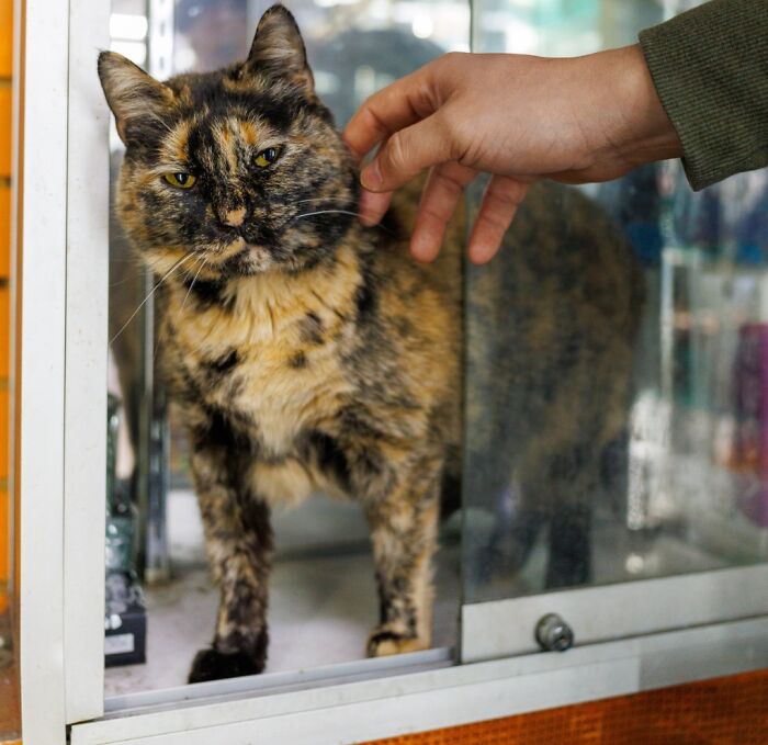 This Page Found 34 Bodega Cats That Show Why New York&rsquo;s Corner Stores Wouldn&rsquo;t Be The Same Without Them