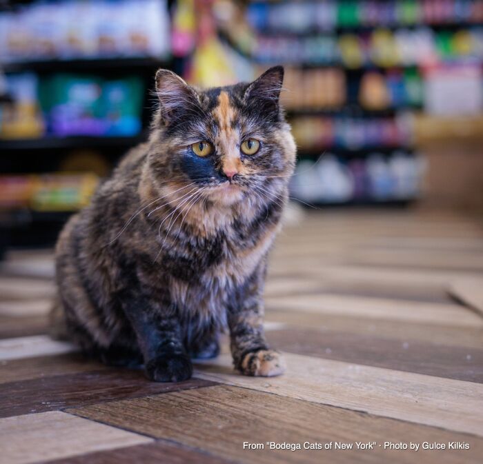This Page Found 34 Bodega Cats That Show Why New York&rsquo;s Corner Stores Wouldn&rsquo;t Be The Same Without Them