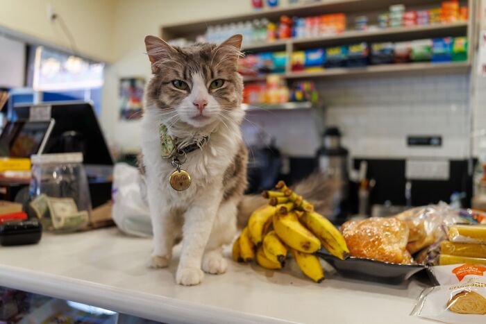 This Page Found 34 Bodega Cats That Show Why New York&rsquo;s Corner Stores Wouldn&rsquo;t Be The Same Without Them