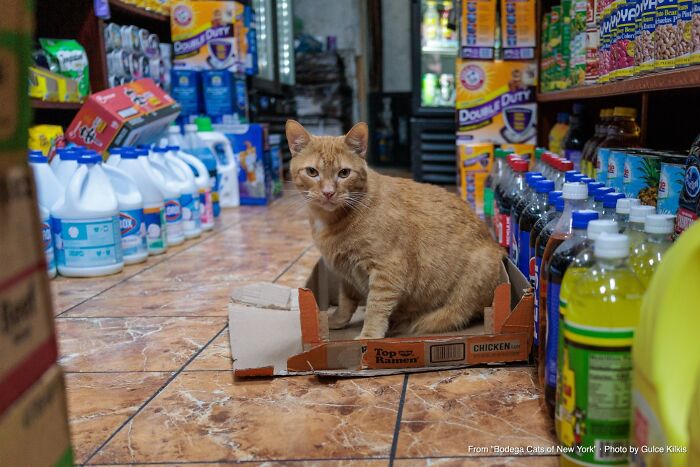This Page Found 34 Bodega Cats That Show Why New York&rsquo;s Corner Stores Wouldn&rsquo;t Be The Same Without Them
