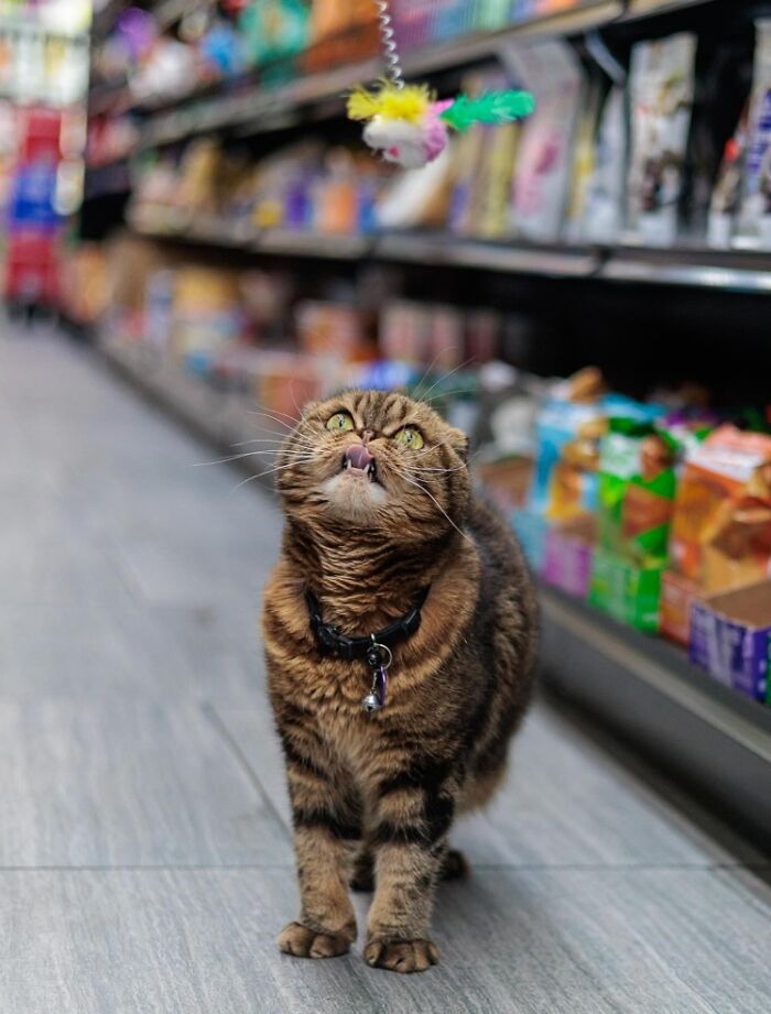 This Page Found 34 Bodega Cats That Show Why New York&rsquo;s Corner Stores Wouldn&rsquo;t Be The Same Without Them