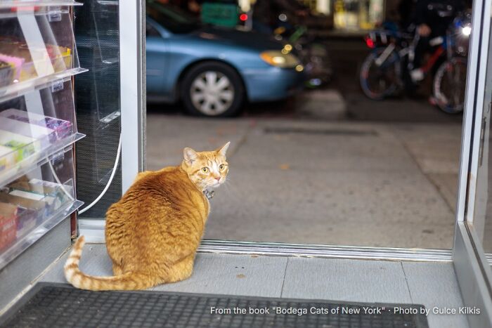 This Page Found 34 Bodega Cats That Show Why New York&rsquo;s Corner Stores Wouldn&rsquo;t Be The Same Without Them