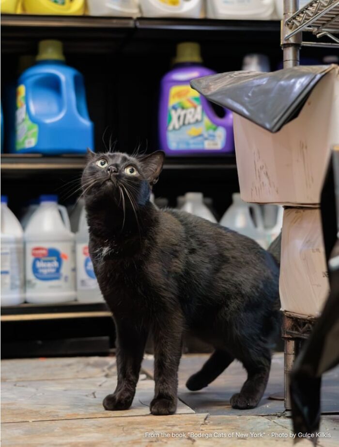 This Page Found 34 Bodega Cats That Show Why New York&rsquo;s Corner Stores Wouldn&rsquo;t Be The Same Without Them