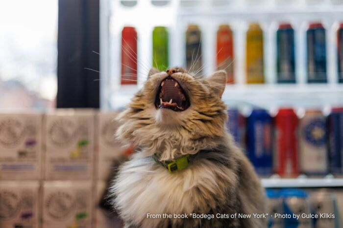 This Page Found 34 Bodega Cats That Show Why New York&rsquo;s Corner Stores Wouldn&rsquo;t Be The Same Without Them
