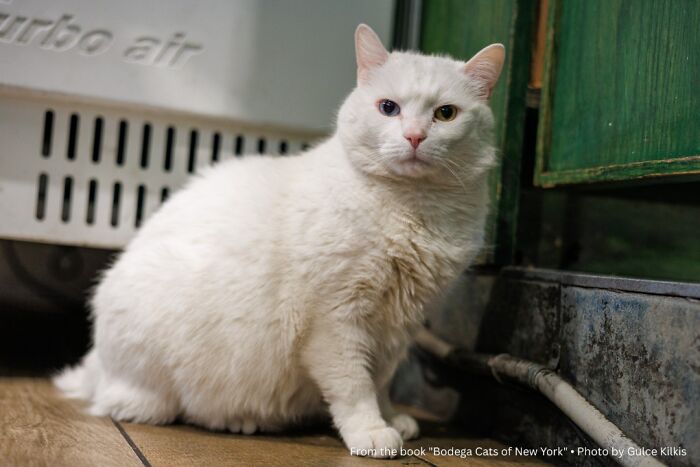 This Page Found 34 Bodega Cats That Show Why New York&rsquo;s Corner Stores Wouldn&rsquo;t Be The Same Without Them