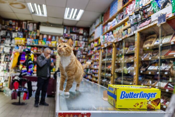 This Page Found 34 Bodega Cats That Show Why New York&rsquo;s Corner Stores Wouldn&rsquo;t Be The Same Without Them