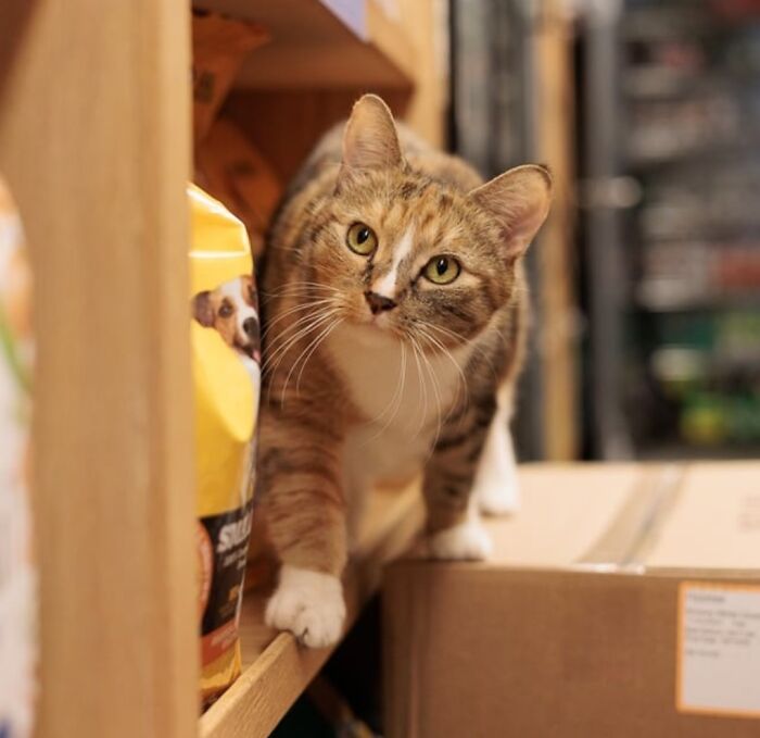 This Page Found 34 Bodega Cats That Show Why New York&rsquo;s Corner Stores Wouldn&rsquo;t Be The Same Without Them
