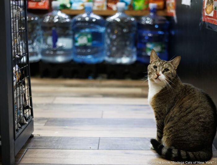 This Page Found 34 Bodega Cats That Show Why New York&rsquo;s Corner Stores Wouldn&rsquo;t Be The Same Without Them