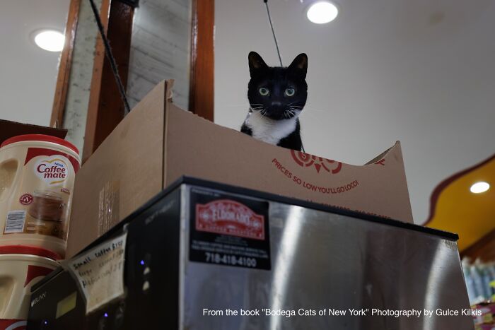 This Page Found 34 Bodega Cats That Show Why New York&rsquo;s Corner Stores Wouldn&rsquo;t Be The Same Without Them