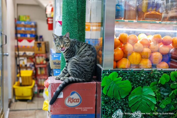 This Page Found 34 Bodega Cats That Show Why New York&rsquo;s Corner Stores Wouldn&rsquo;t Be The Same Without Them