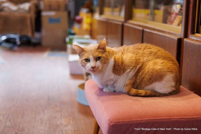 This Page Found 34 Bodega Cats That Show Why New York&rsquo;s Corner Stores Wouldn&rsquo;t Be The Same Without Them