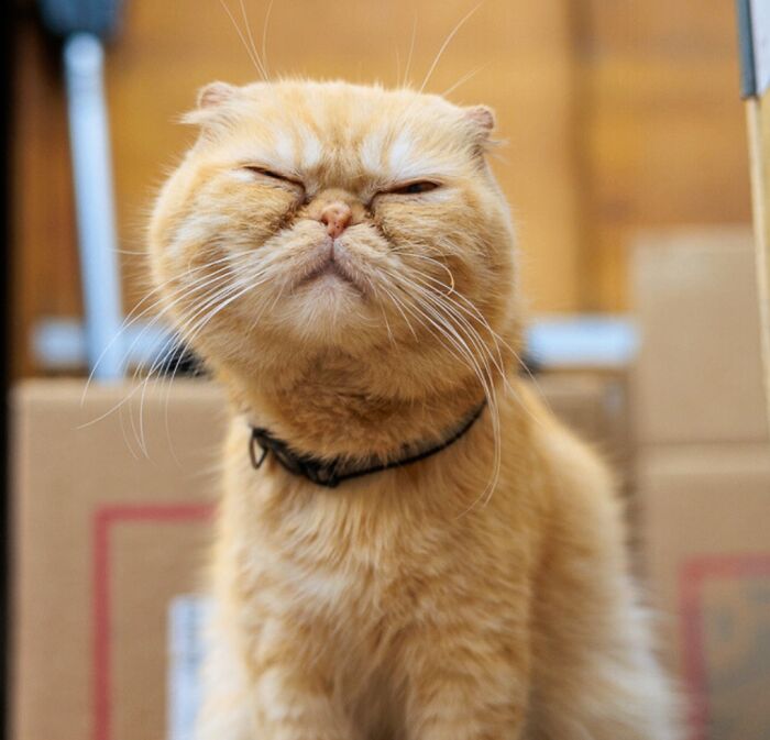 This Page Found 34 Bodega Cats That Show Why New York&rsquo;s Corner Stores Wouldn&rsquo;t Be The Same Without Them