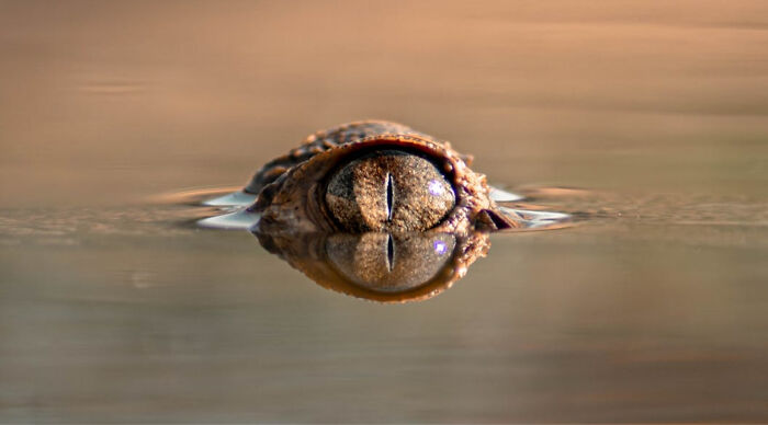 &ldquo;How Good Are You With Details?&rdquo;: 20 Animal Eyes That Will Completely Mess With Your Brain
