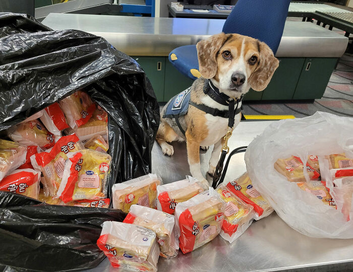 US Customs K-9 Beagle Becomes Viral Sensation After Catching Passenger With 100 Sandwiches