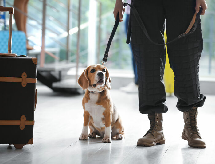 US Customs K-9 Beagle Becomes Viral Sensation After Catching Passenger With 100 Sandwiches