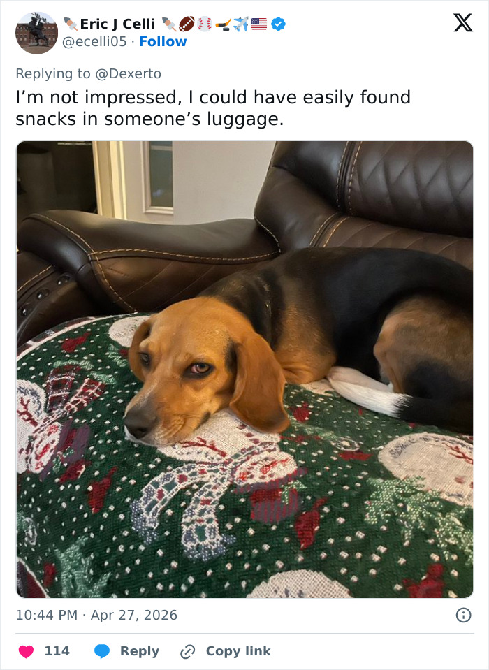 US Customs K-9 Beagle Becomes Viral Sensation After Catching Passenger With 100 Sandwiches