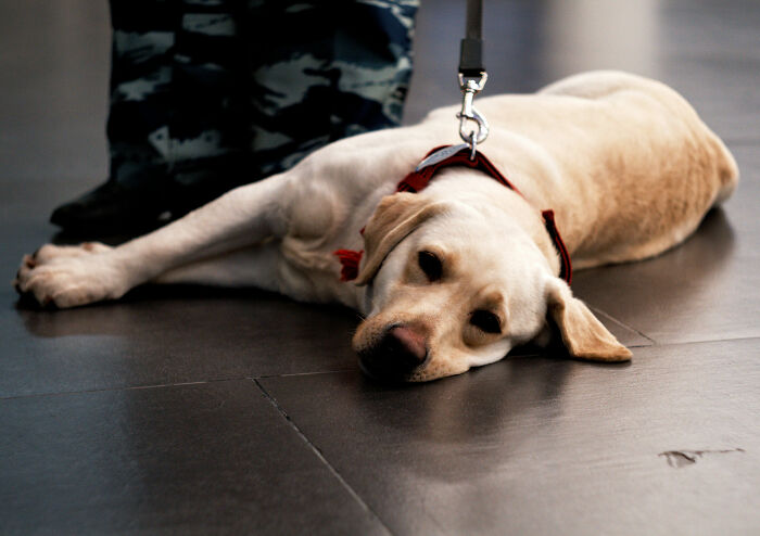 US Customs K-9 Beagle Becomes Viral Sensation After Catching Passenger With 100 Sandwiches