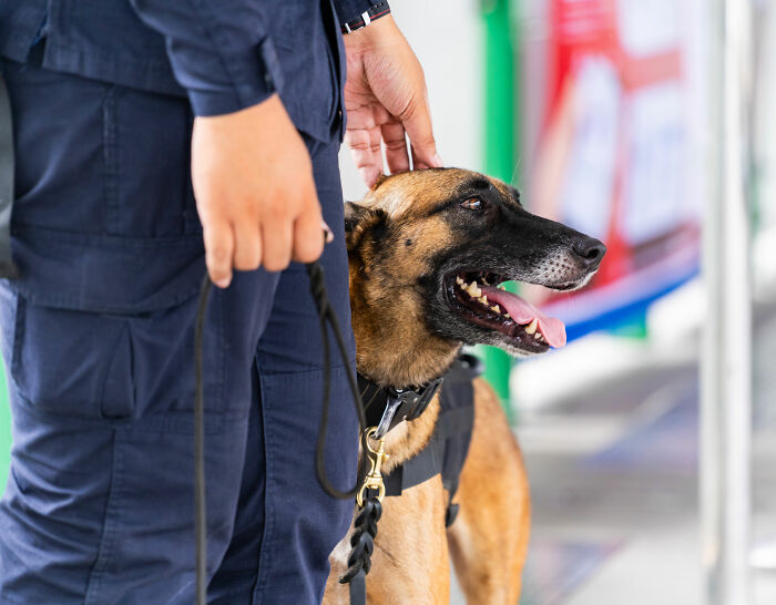 US Customs K-9 Beagle Becomes Viral Sensation After Catching Passenger With 100 Sandwiches