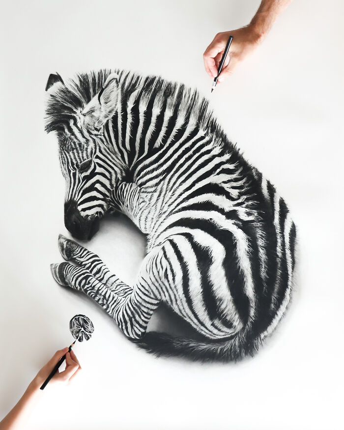 20 Stunning Charcoal Drawings Of Animals Created By A Father-Daughter Duo