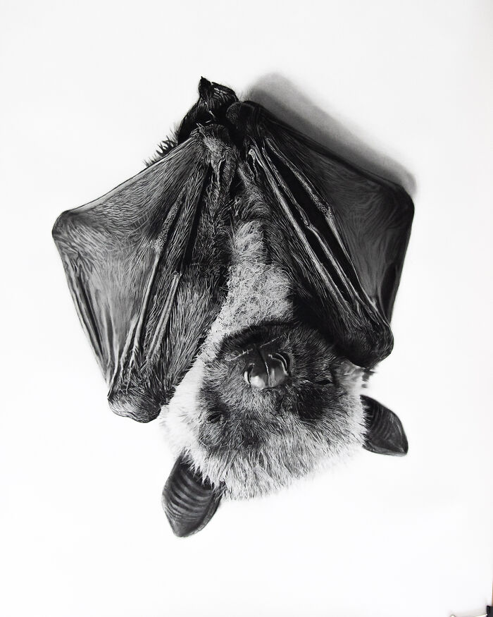 20 Stunning Charcoal Drawings Of Animals Created By A Father-Daughter Duo