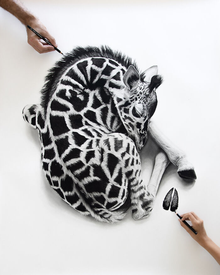 20 Stunning Charcoal Drawings Of Animals Created By A Father-Daughter Duo