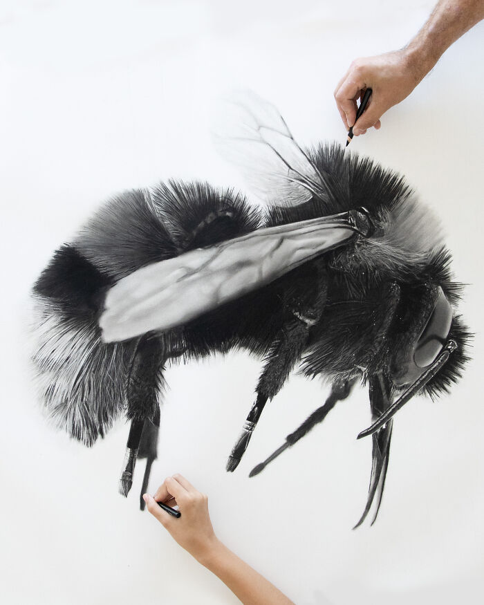 20 Stunning Charcoal Drawings Of Animals Created By A Father-Daughter Duo