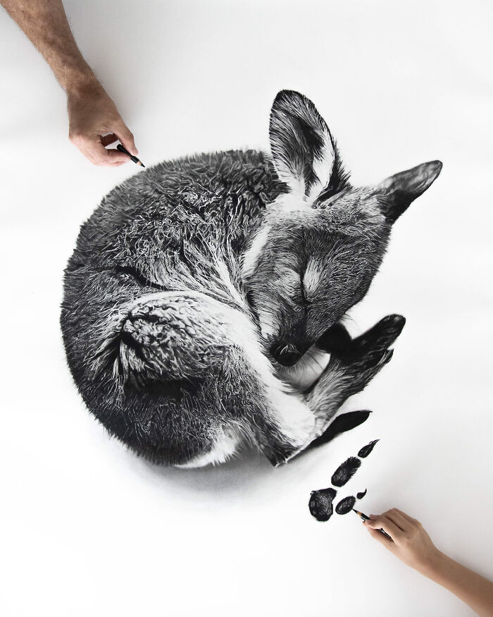 20 Stunning Charcoal Drawings Of Animals Created By A Father-Daughter Duo