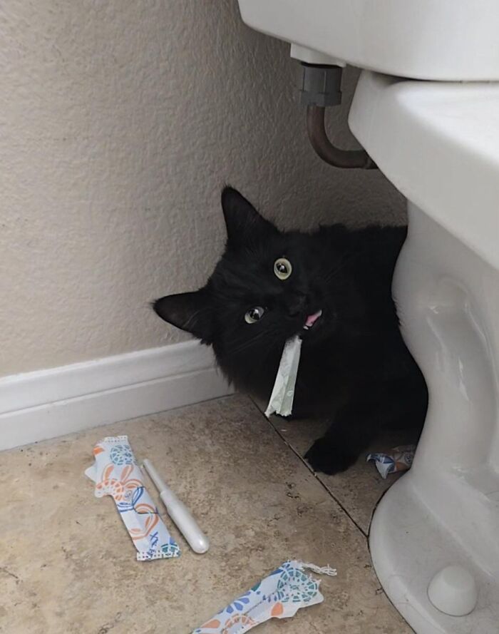 57 Troublemakers Who Were Guilty As Charged But Their Hilarity Got Them Off The Hook