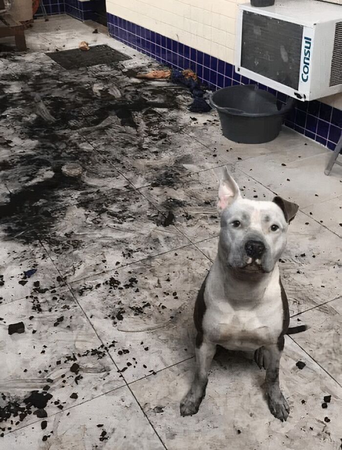 57 Troublemakers Who Were Guilty As Charged But Their Hilarity Got Them Off The Hook