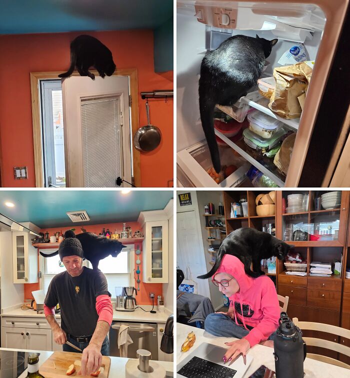 57 Troublemakers Who Were Guilty As Charged But Their Hilarity Got Them Off The Hook