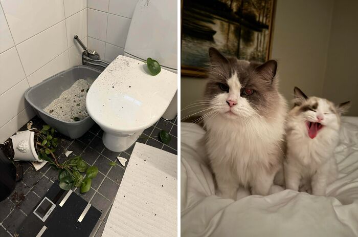 57 Troublemakers Who Were Guilty As Charged But Their Hilarity Got Them Off The Hook