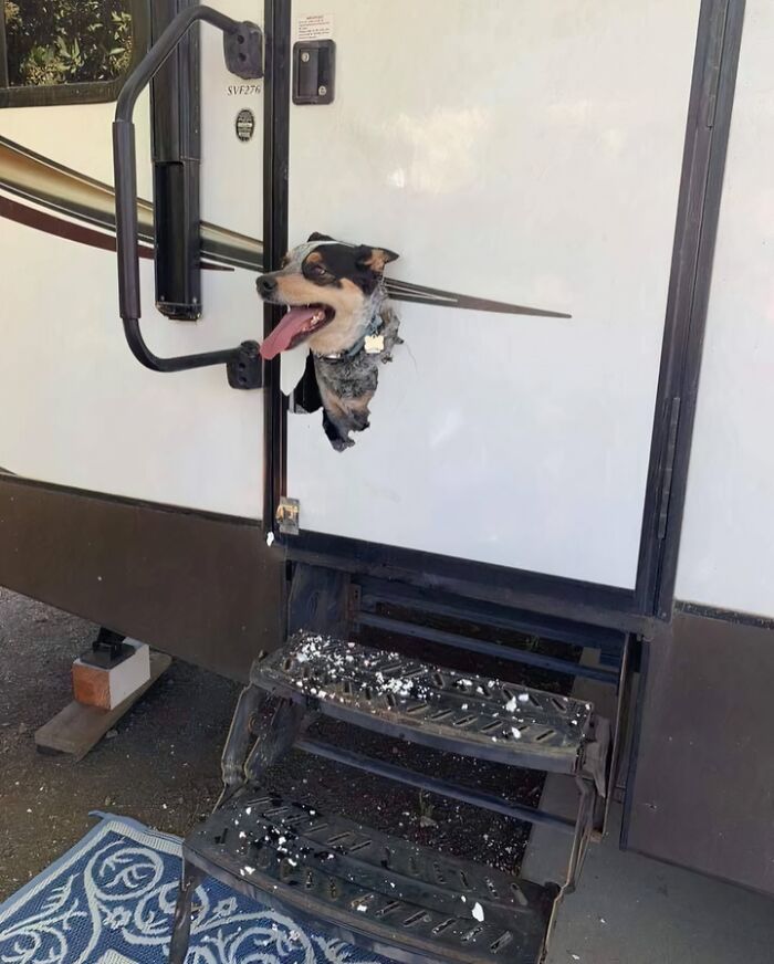 57 Troublemakers Who Were Guilty As Charged But Their Hilarity Got Them Off The Hook